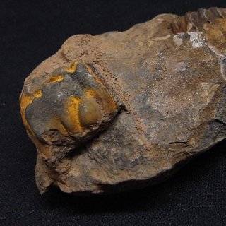 化石 - 横浜中華街天宝堂本店