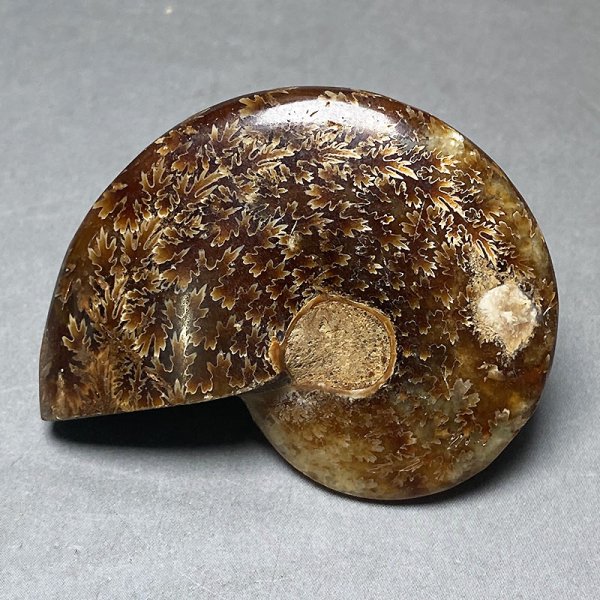 画像2: アンモナイトクレオニセラス iw241021a05 (2)