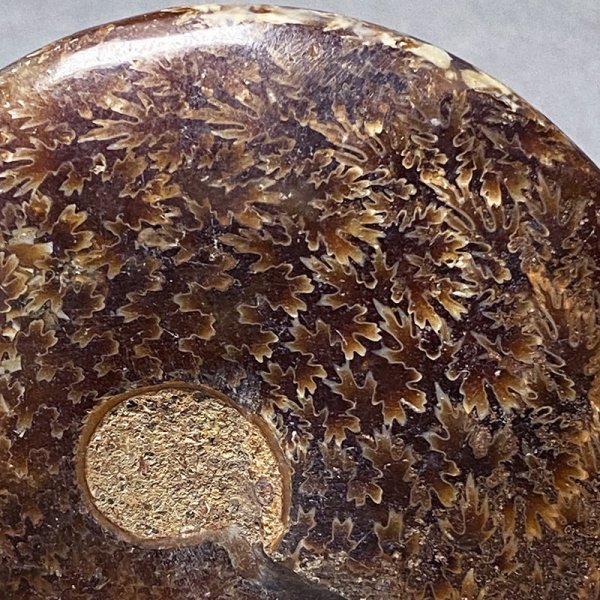 画像3: アンモナイトクレオニセラス iw241021a05 (3)