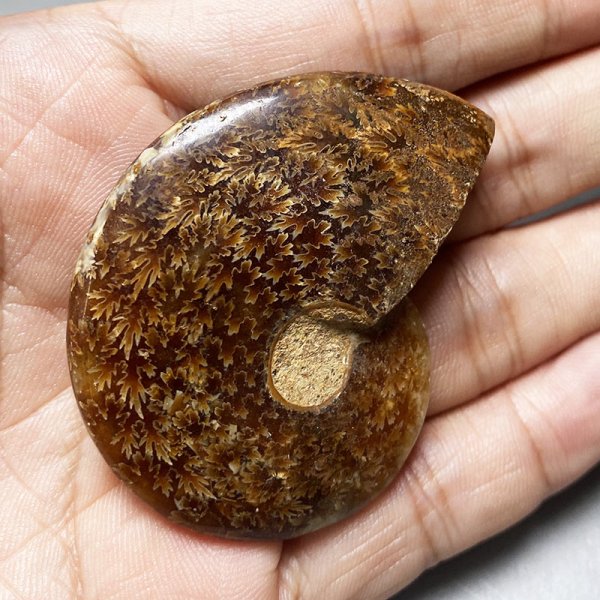 画像4: アンモナイトクレオニセラス iw241021a05 (4)