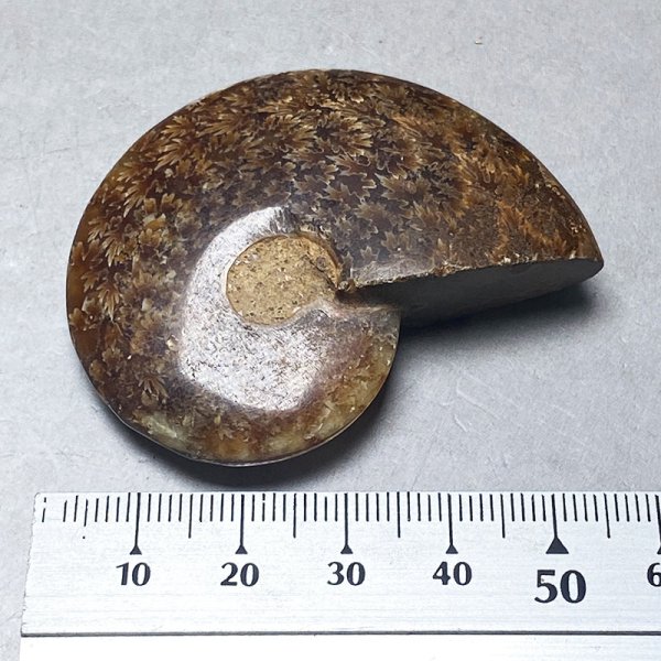 画像5: アンモナイトクレオニセラス iw241021a05 (5)