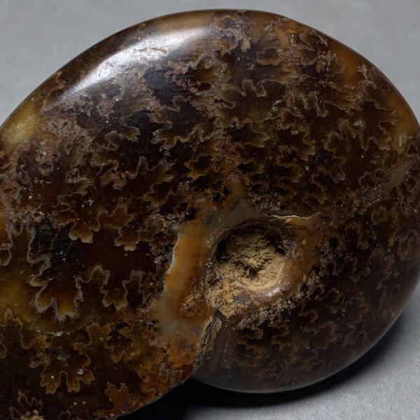 画像3: アンモナイトクレオニセラス　iw241021a06 (3)