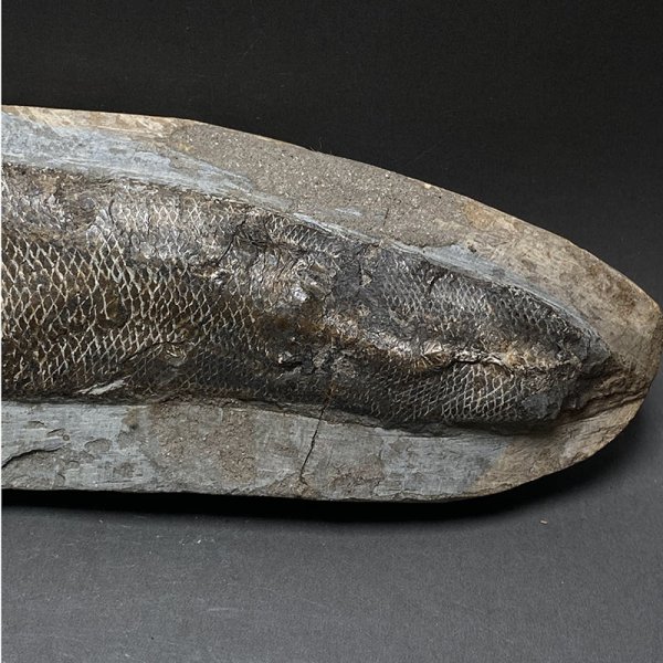 画像4: カライワシ魚化石ラコレピス　iw241021a07ｋ (4)