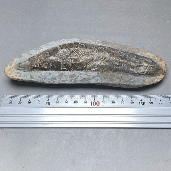 画像5: カライワシ魚化石ラコレピス　iw241021a07ｋ (5)