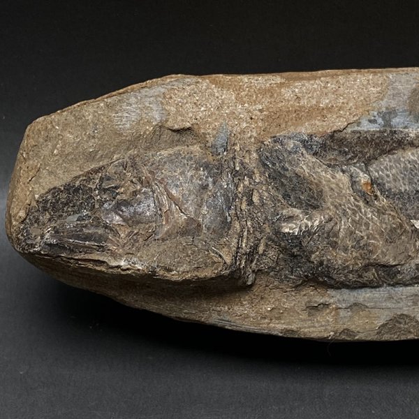 画像3: カライワシ魚化石ラコレピス iw241021a09k (3)