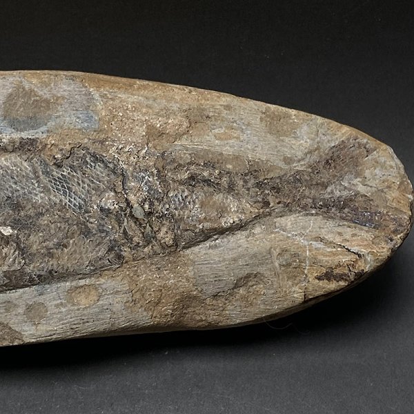 画像4: カライワシ魚化石ラコレピス iw241021a09k (4)