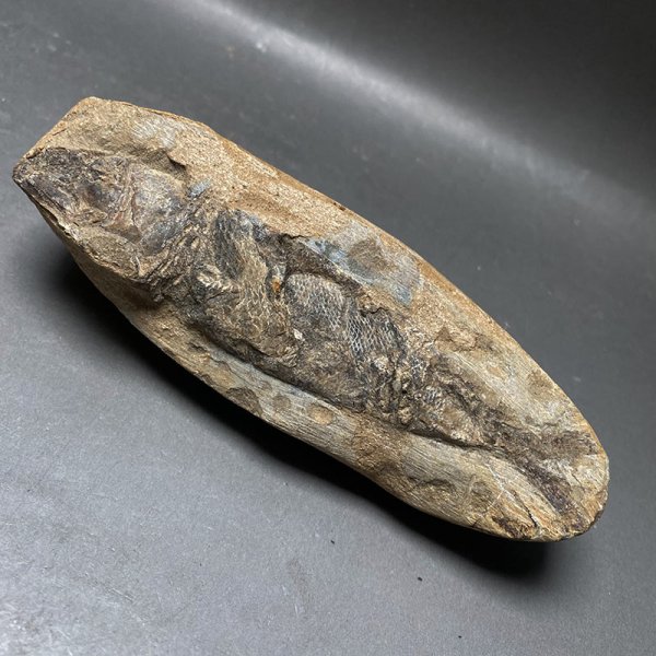 画像6: カライワシ魚化石ラコレピス iw241021a09k (6)