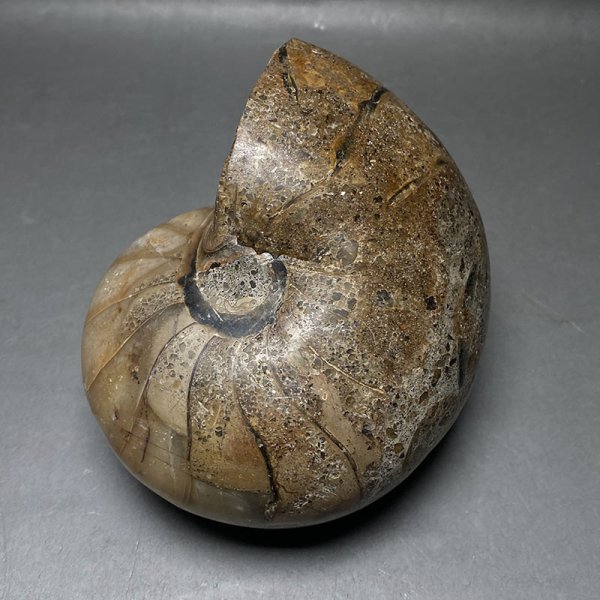 画像2: オウムガイ化石　iw241021a10k (2)