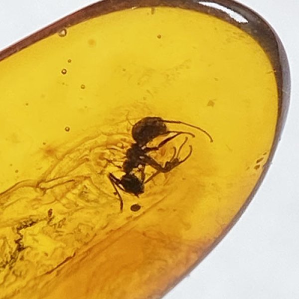 画像2: 虫入り琥珀アンバーInsects in Amberリトアニア産Balttic Sea iw241212a02 (2)