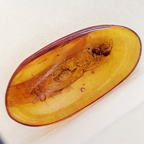 画像3: 虫入り琥珀アンバーInsects in Amberリトアニア産Balttic Sea iw241212a02 (3)