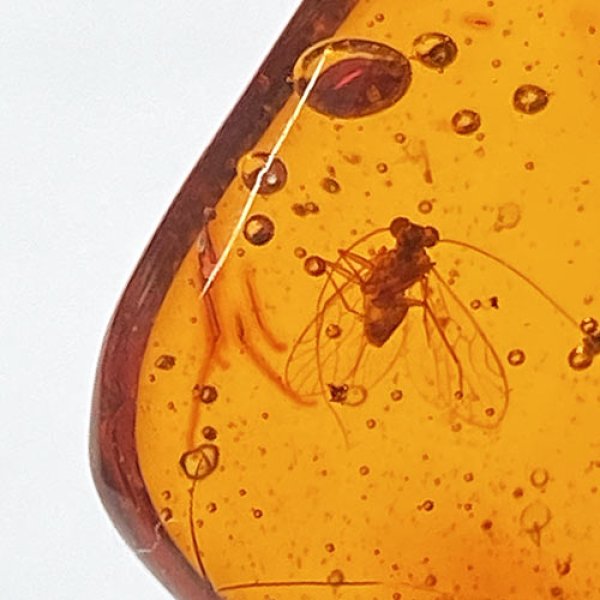 画像2: 虫入り琥珀アンバーInsects in Amberリトアニア産Balttic Sea iw241212a06 (2)