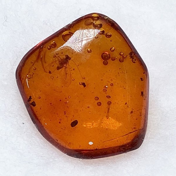 画像3: 虫入り琥珀アンバーInsects in Amberリトアニア産Balttic Sea iw241212a06 (3)