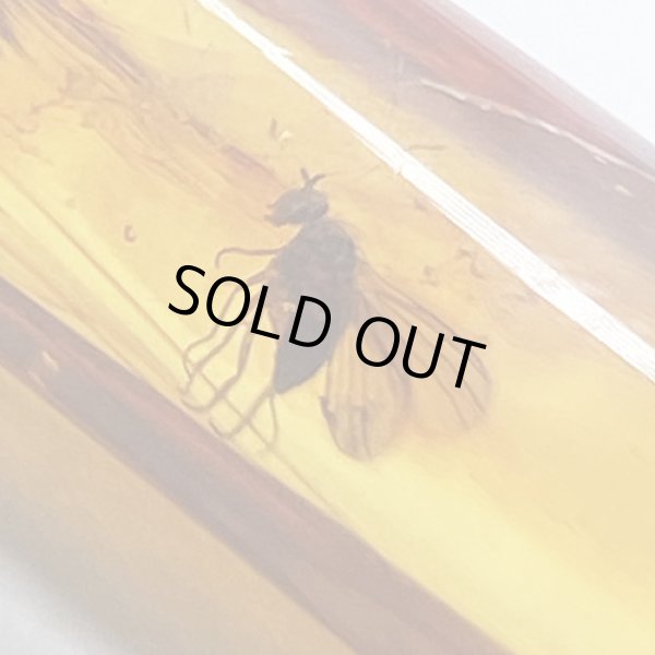 画像4: 虫入り琥珀アンバーInsects in Amberリトアニア産Balttic Sea iw241212a08 (4)