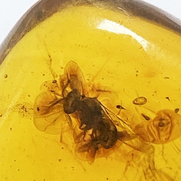 虫入り琥珀アンバーInsects in Amberリトアニア産Balttic Sea