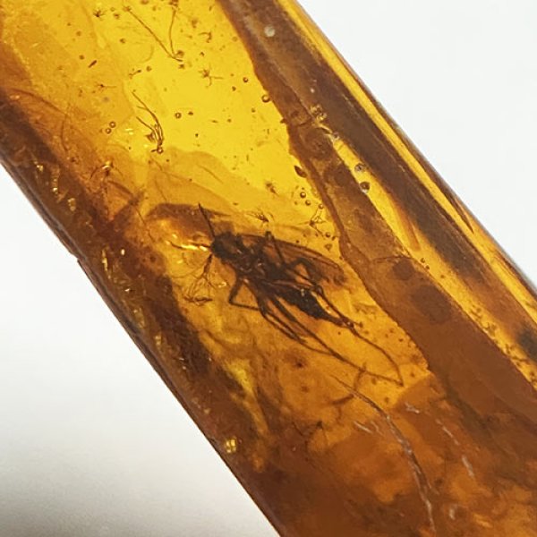 画像3: 虫入り琥珀アンバーInsects in Amberリトアニア産Balttic Sea iw241212a17 (3)
