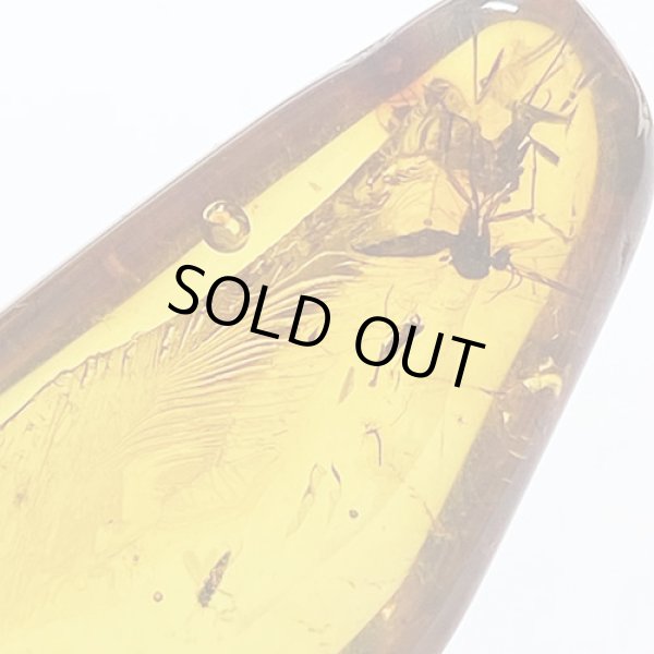 画像2: 虫入り琥珀アンバーInsects in Amberリトアニア産Balttic Sea iw241212a18 (2)