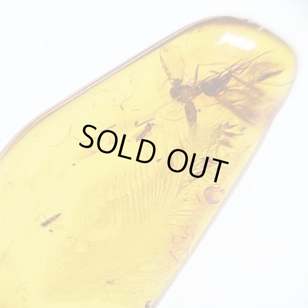 画像3: 虫入り琥珀アンバーInsects in Amberリトアニア産Balttic Sea iw241212a18 (3)