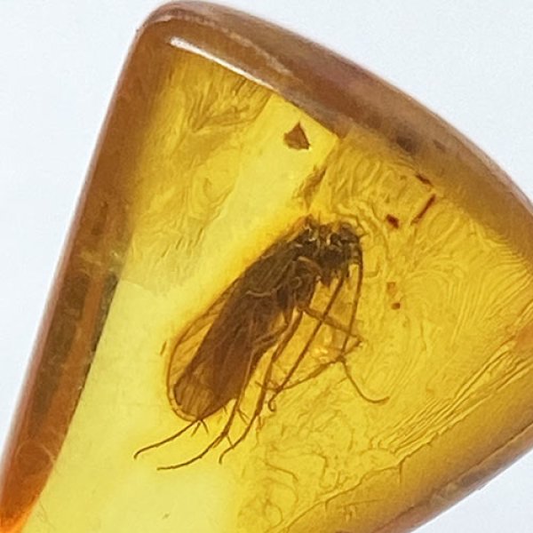 画像2: 虫入り琥珀アンバーInsects in Amberリトアニア産Balttic Sea iw241212a19 (2)
