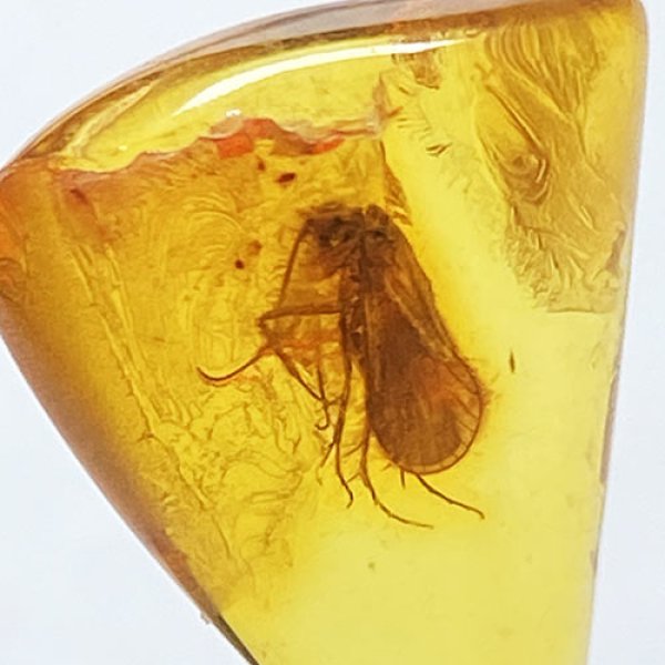 画像3: 虫入り琥珀アンバーInsects in Amberリトアニア産Balttic Sea iw241212a19 (3)