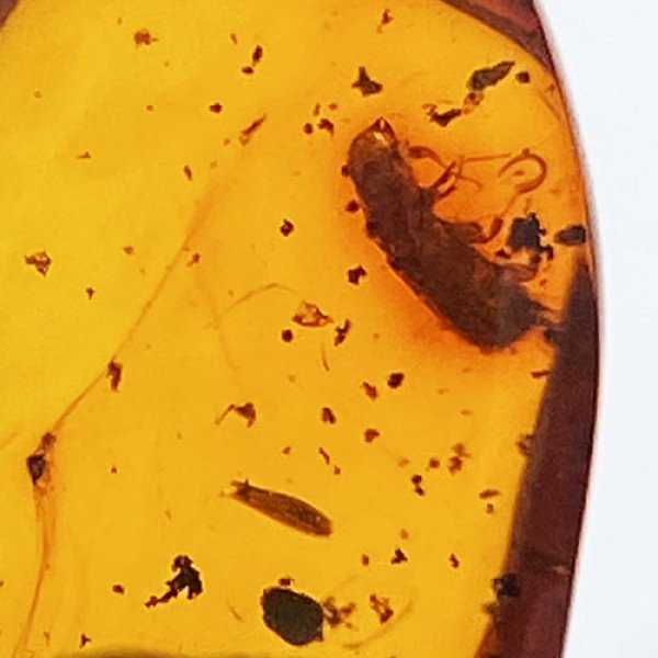 画像2: 虫入り琥珀アンバーInsects in Amberリトアニア産Balttic Sea iw241212a27 (2)