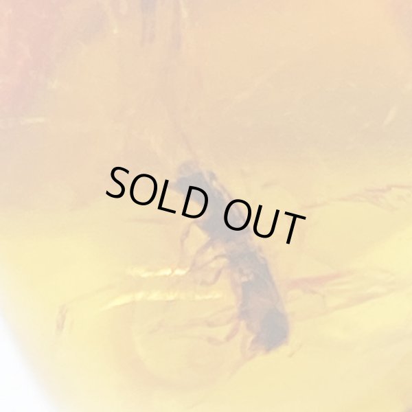 画像2: 虫入り琥珀アンバーInsects in Amberリトアニア産Balttic Sea iw241212a28 (2)