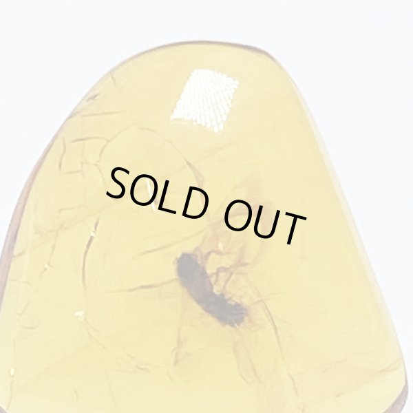 画像3: 虫入り琥珀アンバーInsects in Amberリトアニア産Balttic Sea iw241212a28 (3)