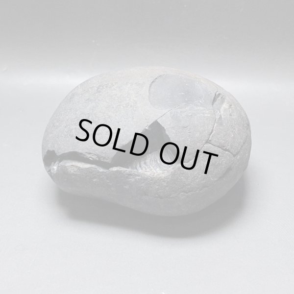 画像1: 大きな神の石聖蛇石ヒマヤランアンモナイトジュラ紀iw241214a01k (1)