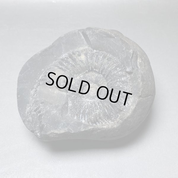 画像3: 大きな神の石聖蛇石ヒマヤランアンモナイトジュラ紀iw241214a01k (3)