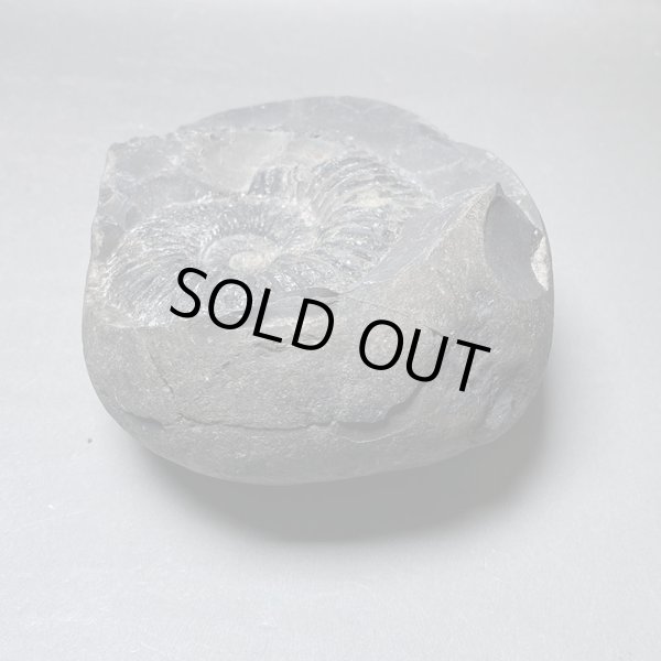 画像7: 大きな神の石聖蛇石ヒマヤランアンモナイトジュラ紀iw241214a01k (7)