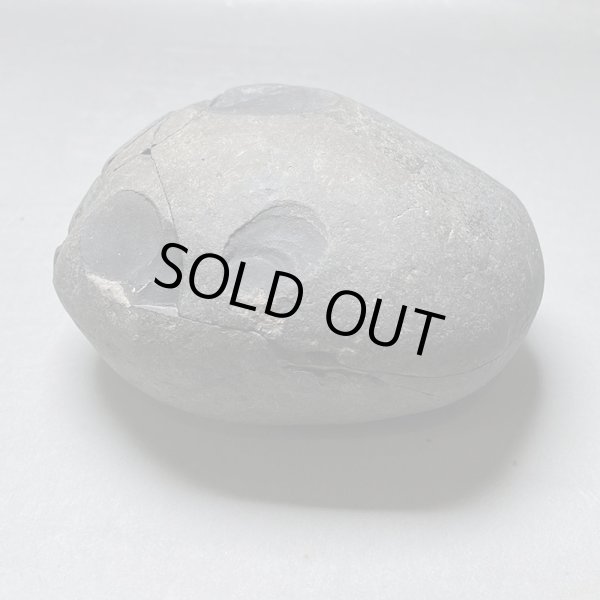 画像6: 大きな神の石聖蛇石ヒマヤランアンモナイトジュラ紀iw241214a01k (6)