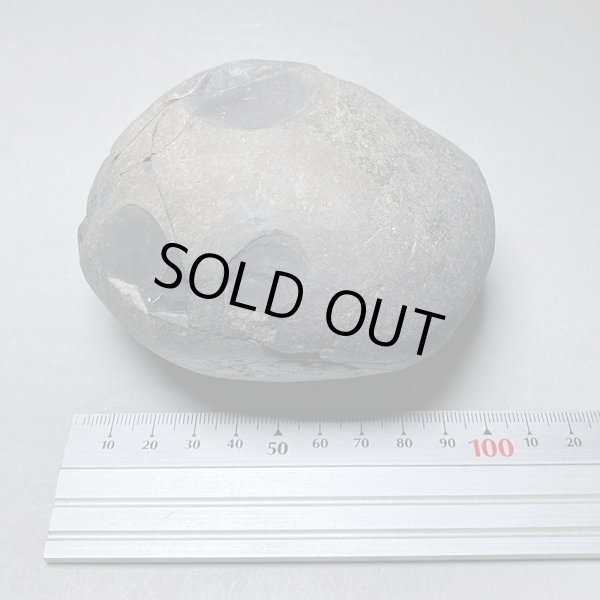 画像9: 大きな神の石聖蛇石ヒマヤランアンモナイトジュラ紀iw241214a01k (9)