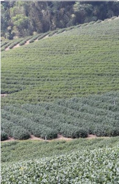 画像13: 中国茶 ジャスミン茶 茉莉花茶 100g (13)