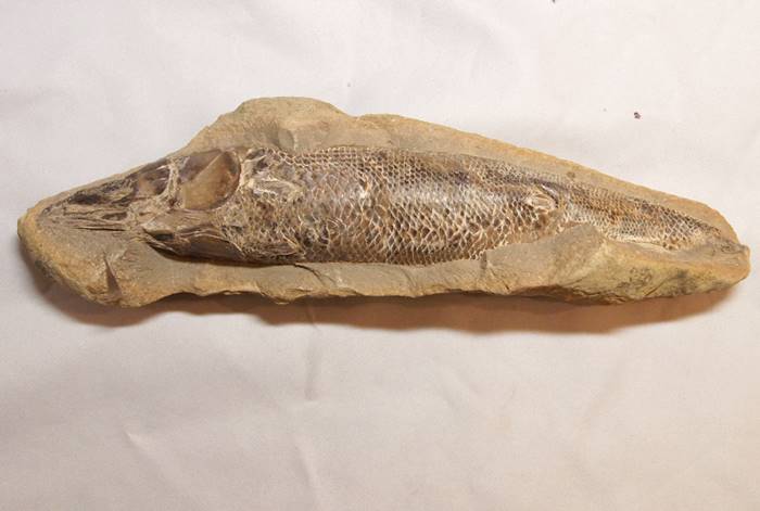 鱗ビッシリ、立体的一億数千万年前のブラジル産絶滅古代魚