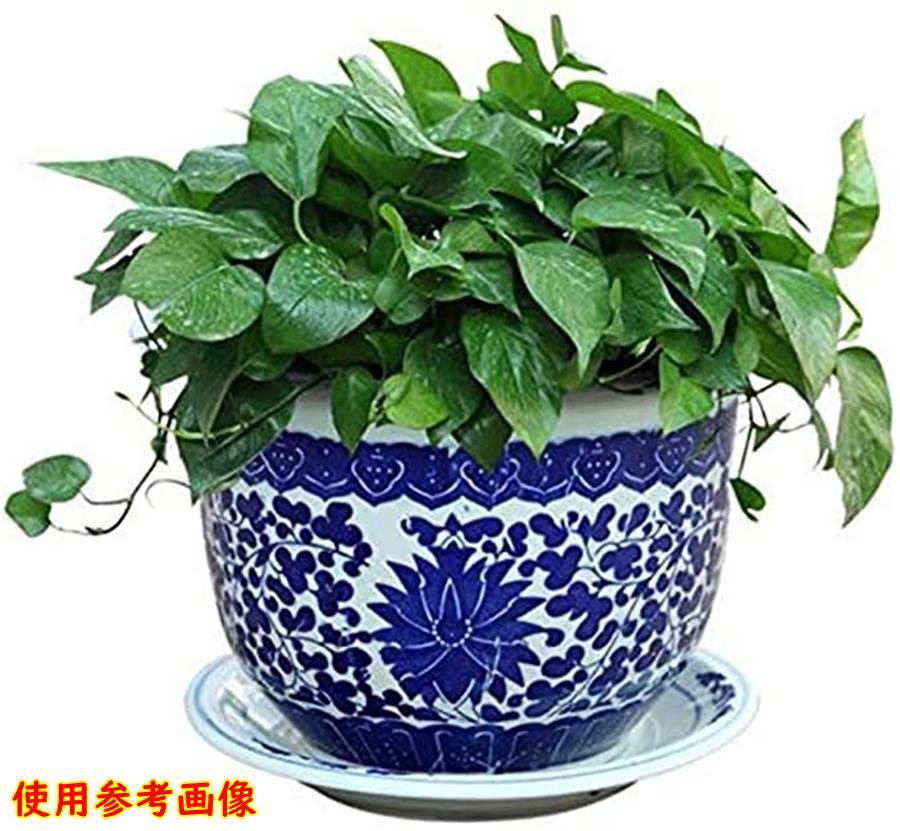 ★未使用　景徳鎮　有名作家物　大鉢★ 中国 植木鉢 景徳鎮 陶器 大型